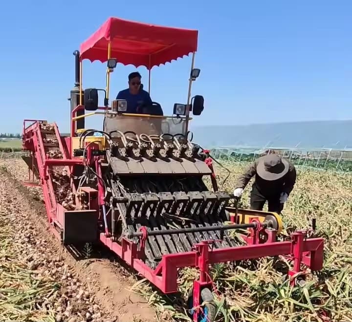 Excavació, neteja i envasament de la recol·lecció de la recol·lecció especial de la recol·lecció agrícola de la fàbrica, neteja i embalatge