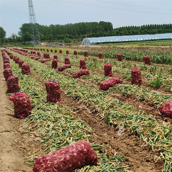 Self-propelled Garlic Harvester Cutting Stems